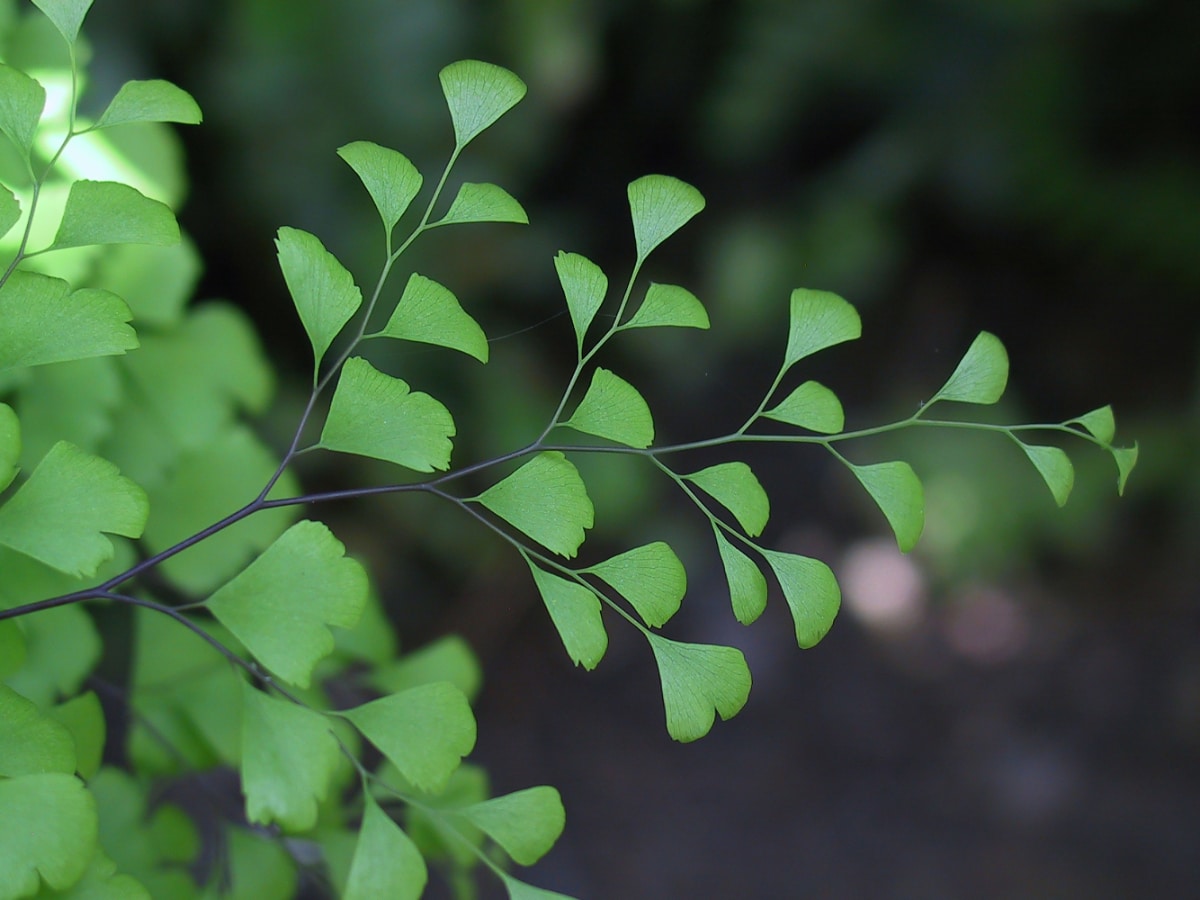 Maidenhair Fern