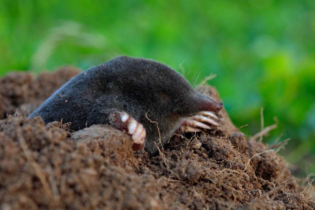 Mole