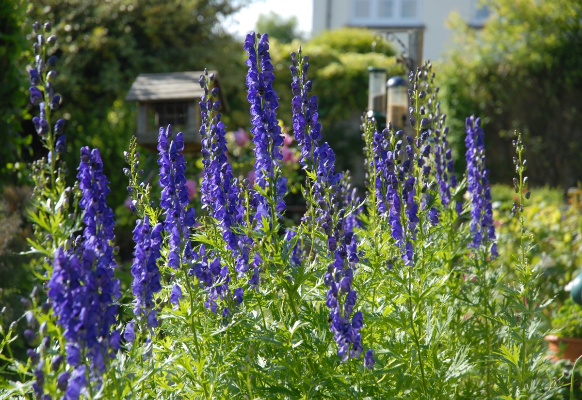 Monkshood