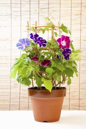 17 Beautiful Flowers for Small Balcony Gardens - Gardening