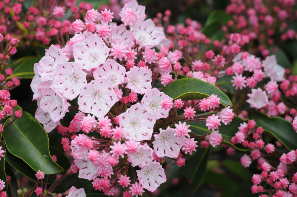 Mountain Laurel