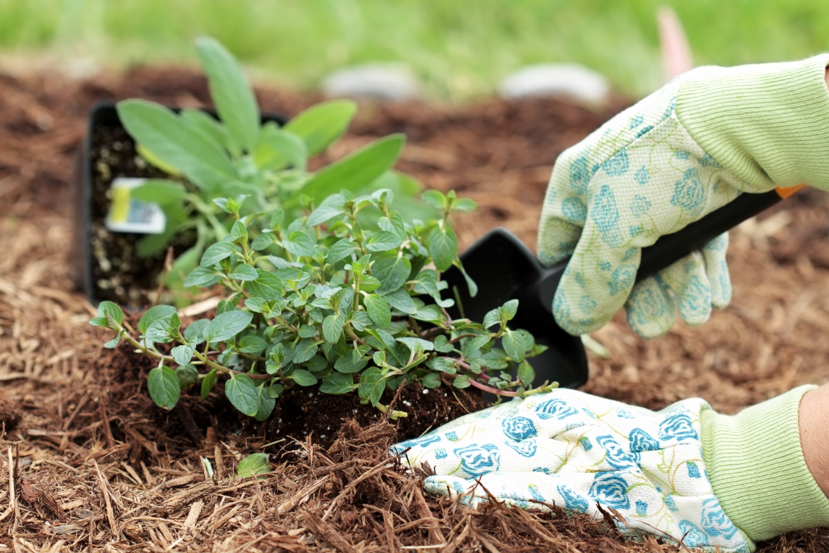 Mulched Herbs