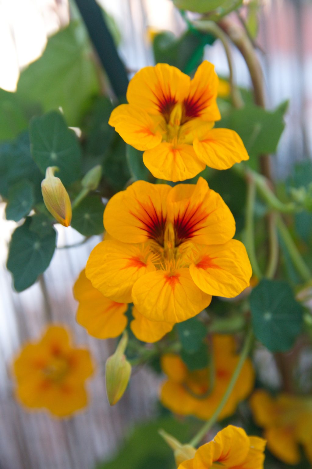 40 Amazing Plants to Grow in Hanging Baskets Gardening