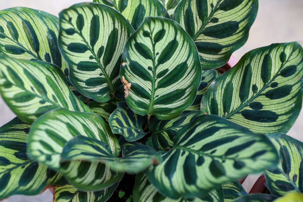 Peacock Plant