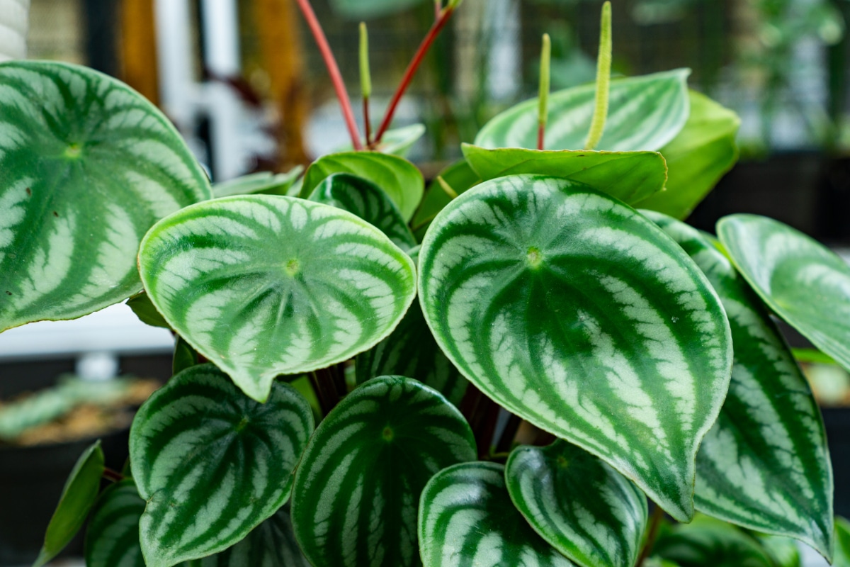 Peperomia