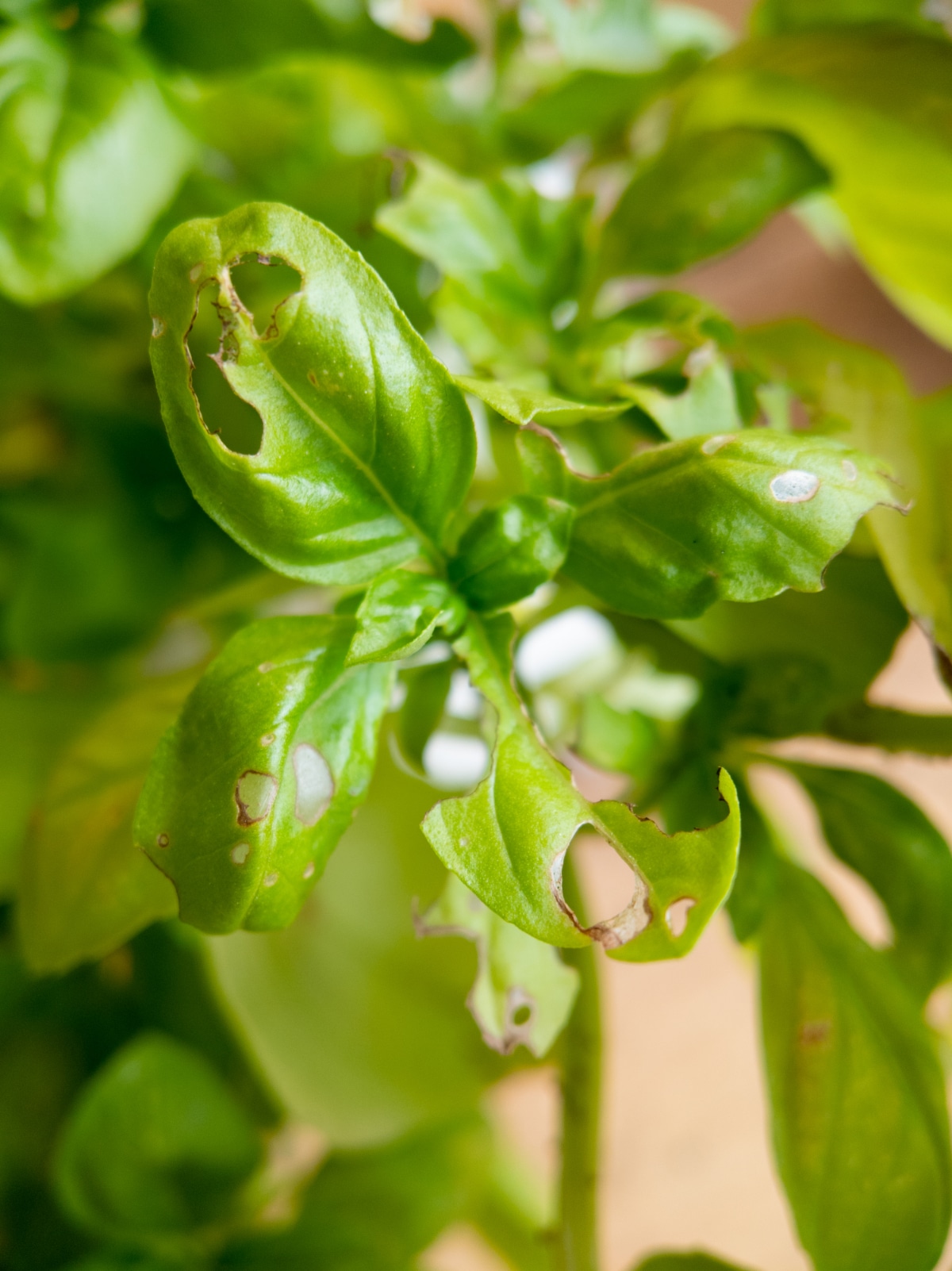 Pests on Basil