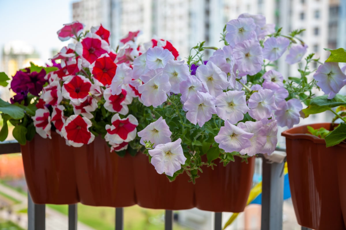 Petunias