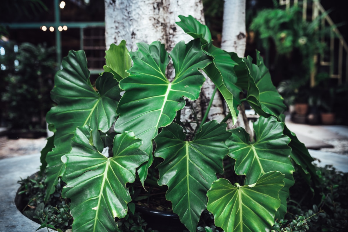 Philodendron