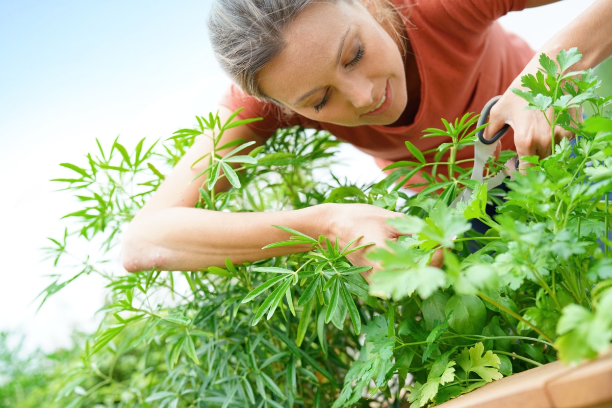 Picking Herbs