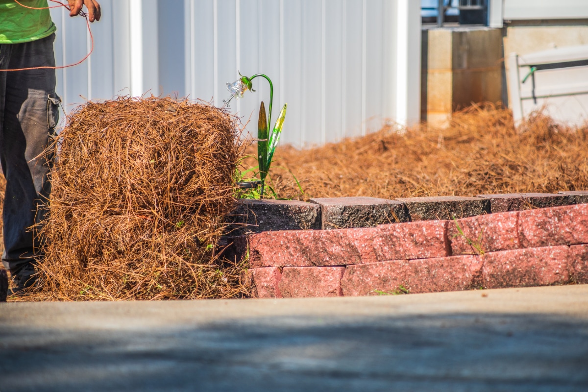 Pine Needle Covering Plants