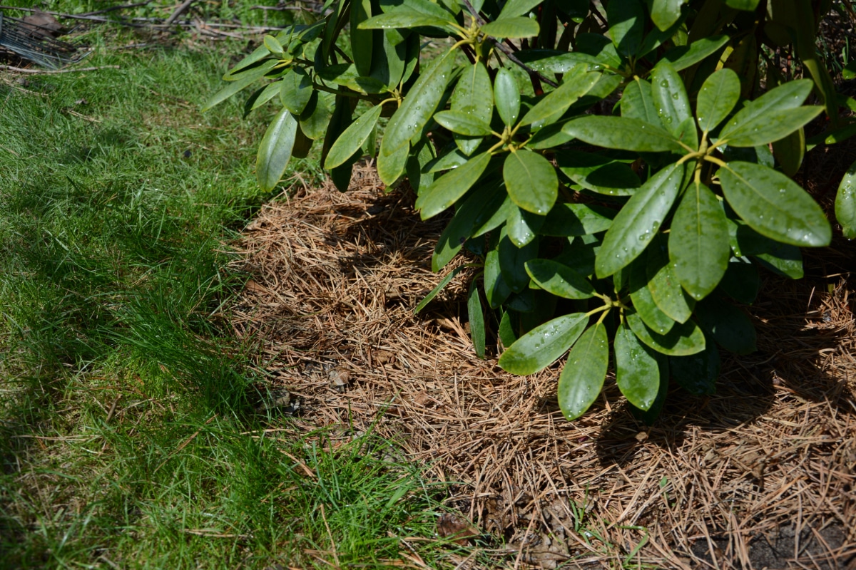 Pine Needle Mulch