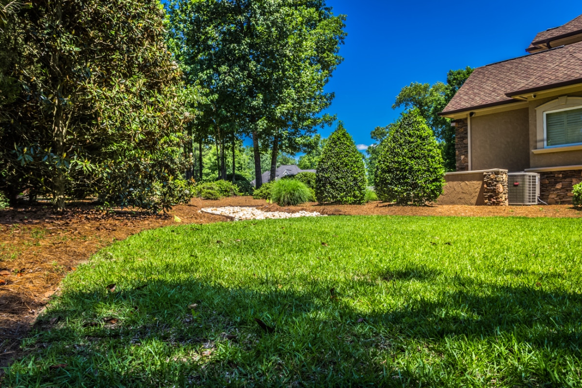 Pine Needle Path