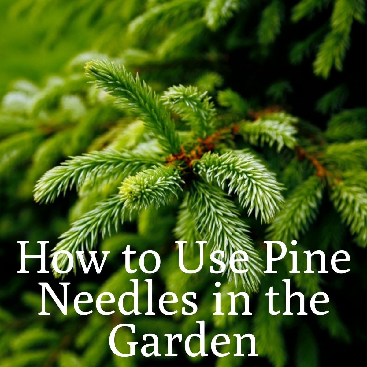 18 Innovative Ways to Use Pine Needles in the Garden   Gardening
