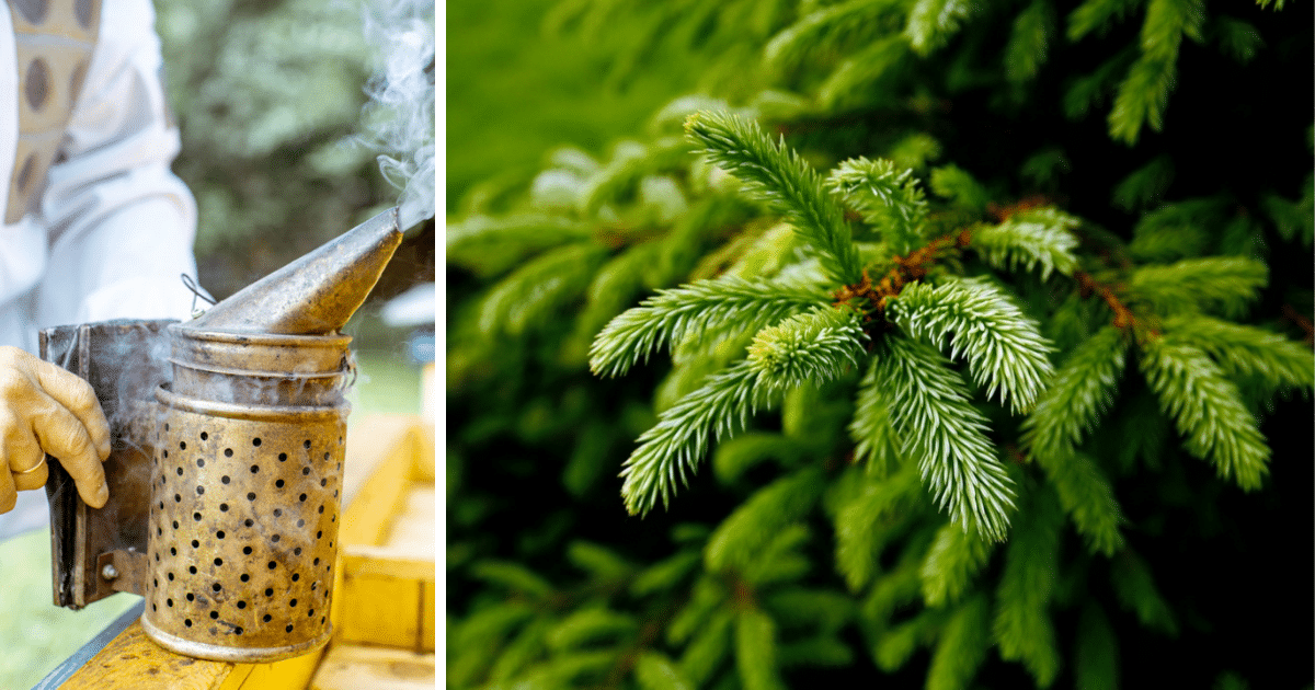 What to Do With Pine Needles in Your Backyard, Instead of Trashing Them