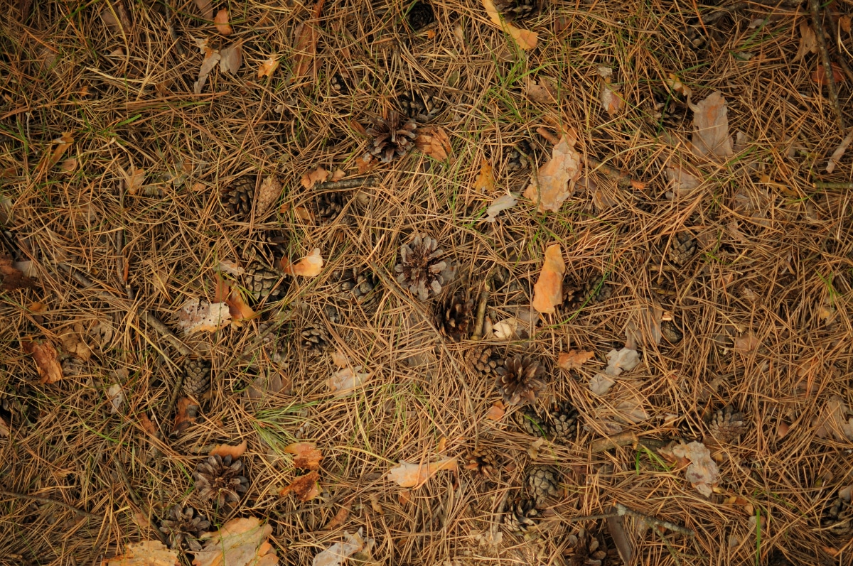 Pine Needles in Soil