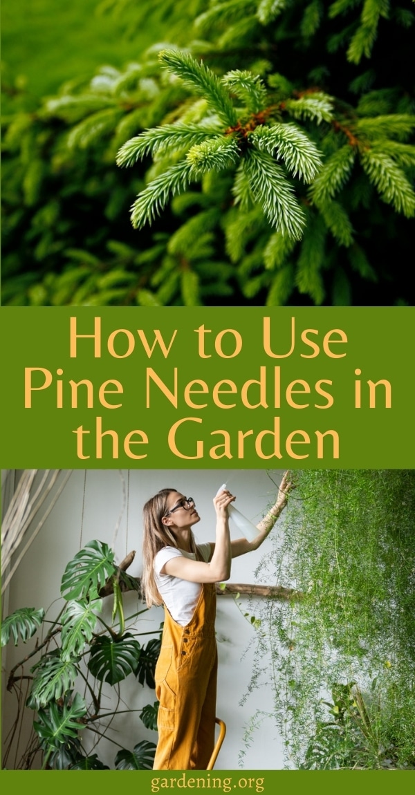 16 Innovative Ways to Use Pine Needles in the Garden Gardening