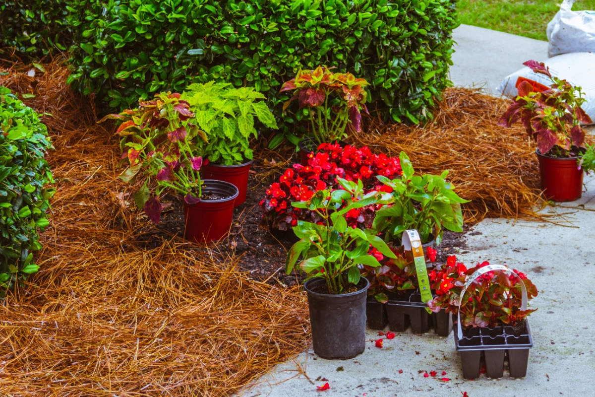 How To Use Pine Needles As Mulch - Where To Use Pine Needles!