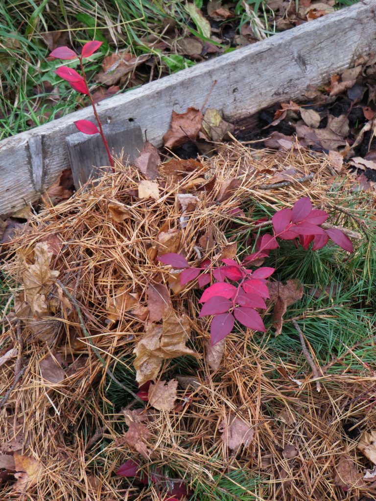 16 Innovative Ways to Use Pine Needles in the Garden Gardening