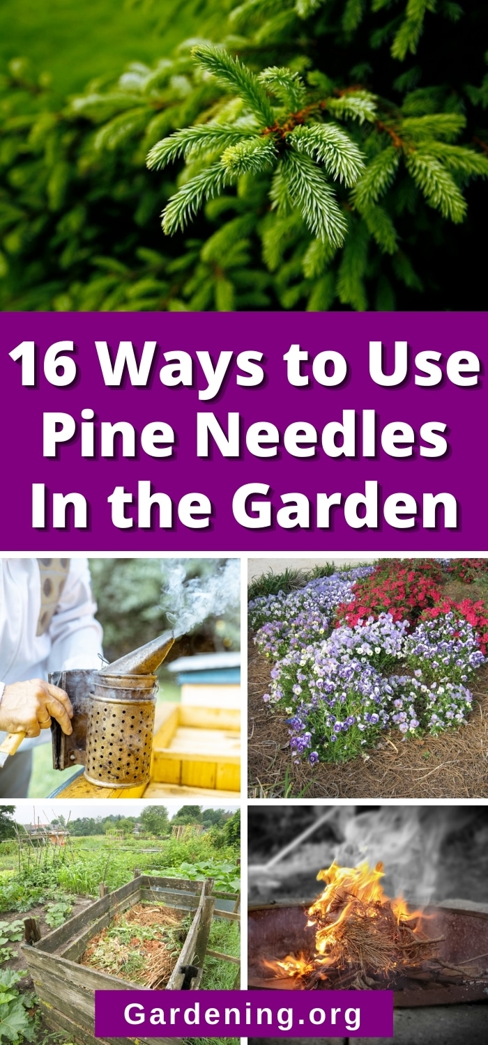 16 Innovative Ways to Use Pine Needles in the Garden Gardening