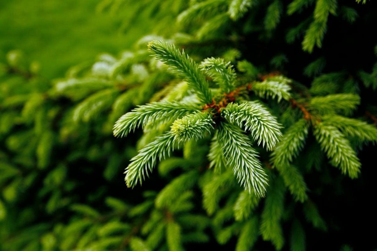 Conifer needles good for the soil