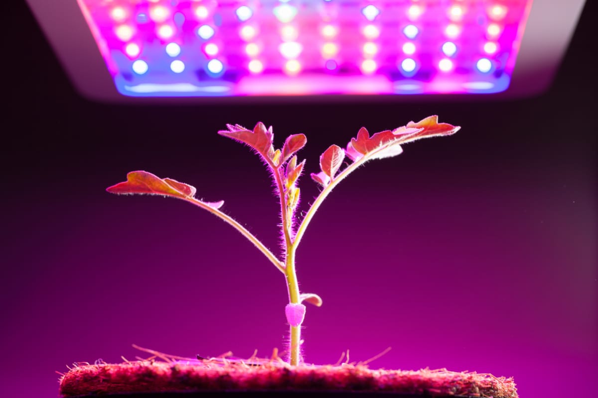 Plant Under LED