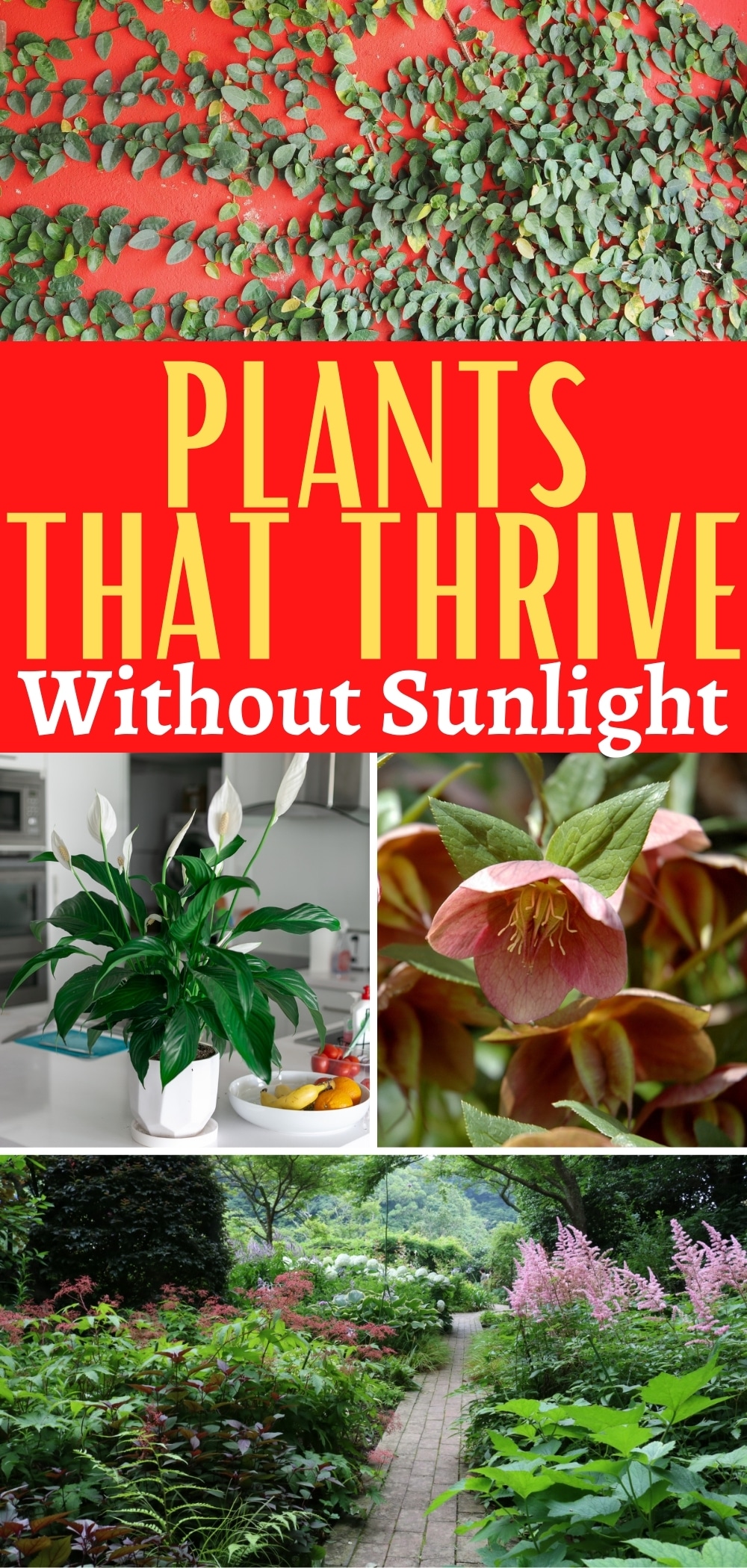 24 Air-Purifying Plants That Thrive Without Sunlight - Gardening