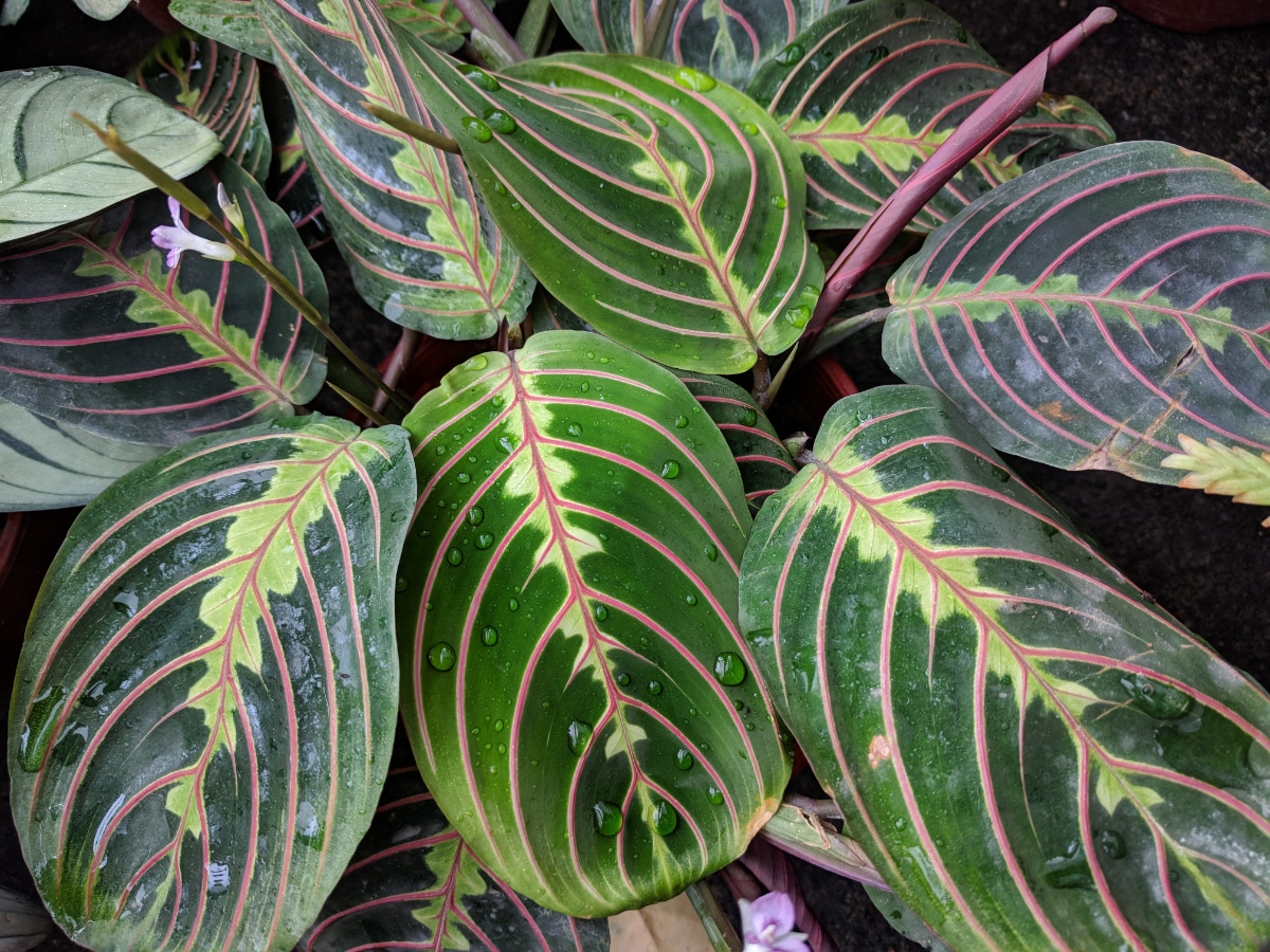 Prayer Plant