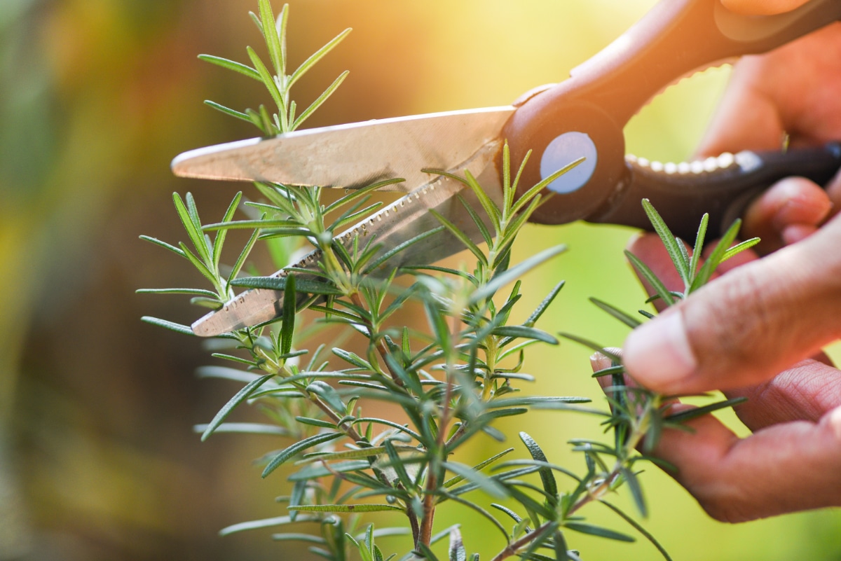 Prune Herbs