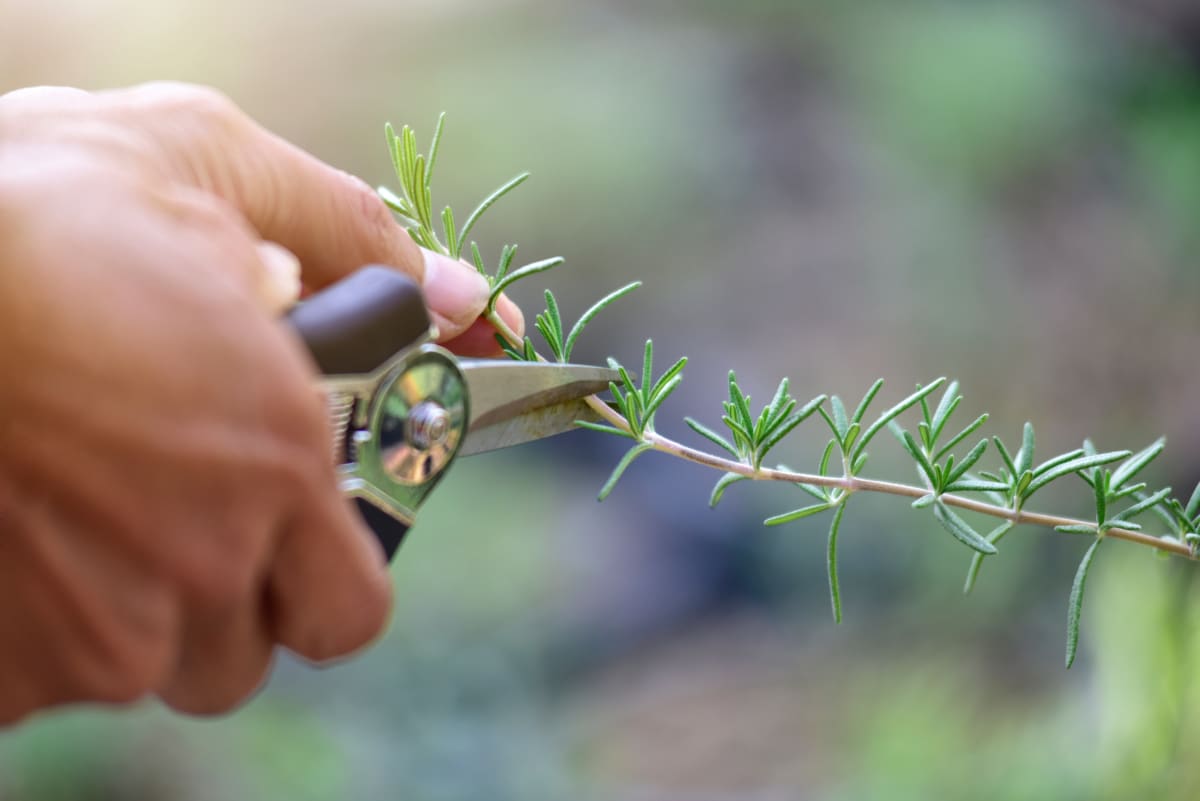 Prune Lavender