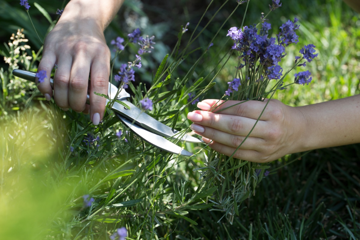 Prune Lavender