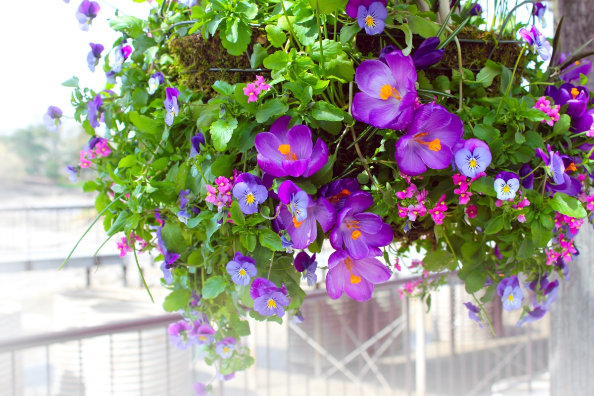 Purple Hanging Basket