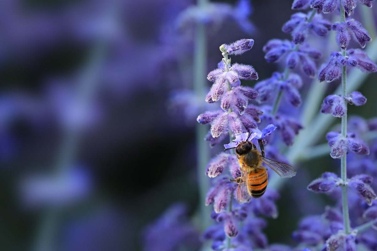 Russian Sage