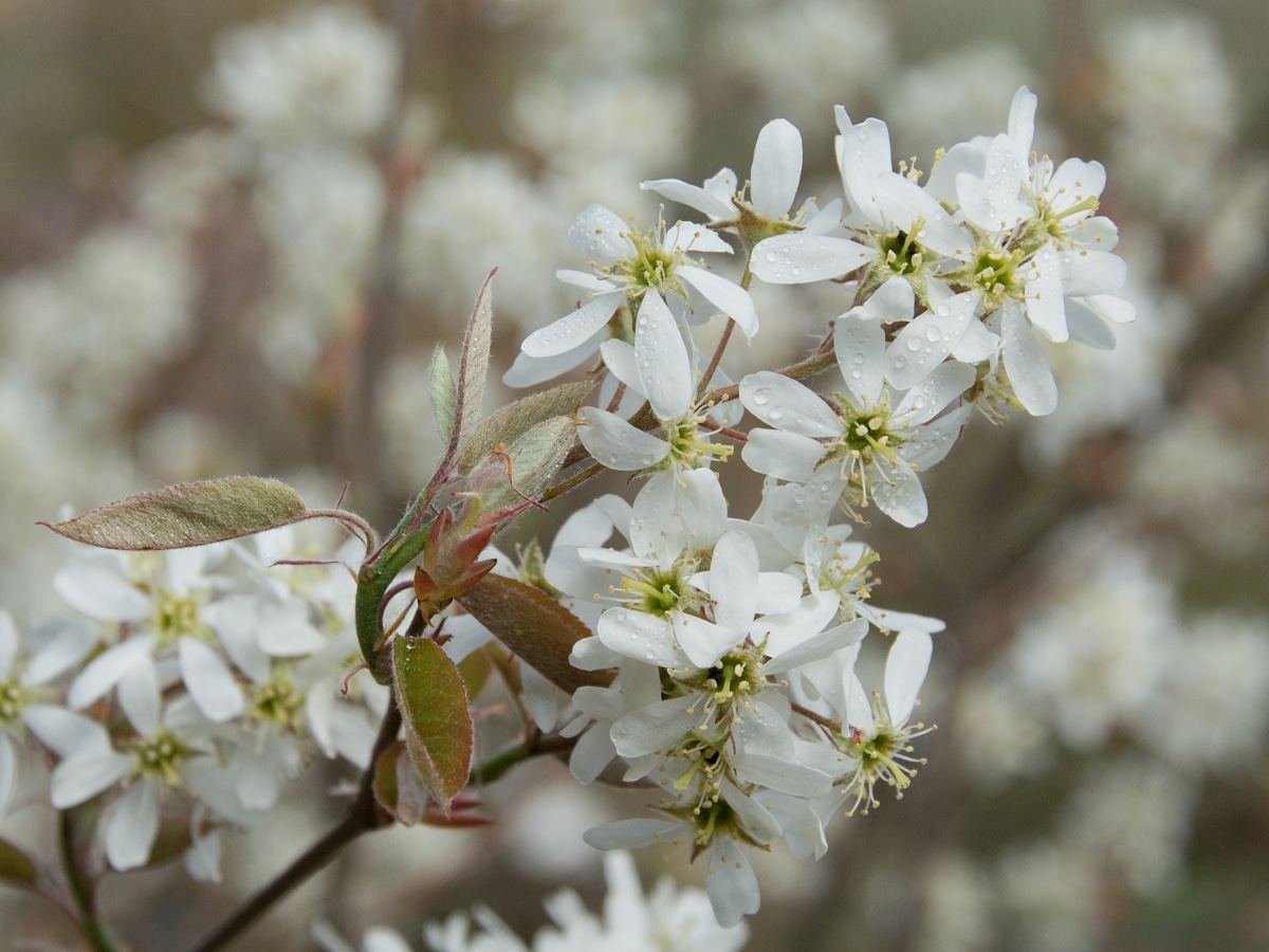 Serviceberry