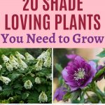 20 Shade-Loving Perennials to Beautify Your Backyard - Gardening