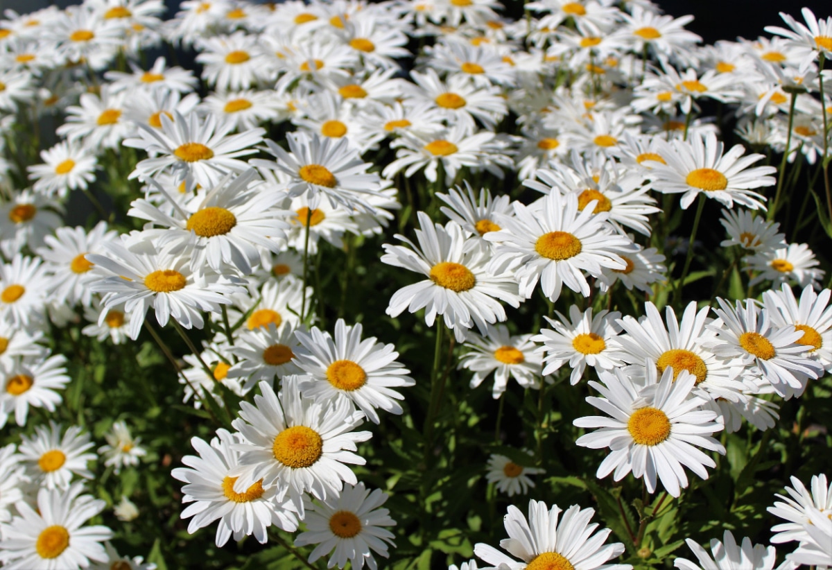 Shasta Daisies