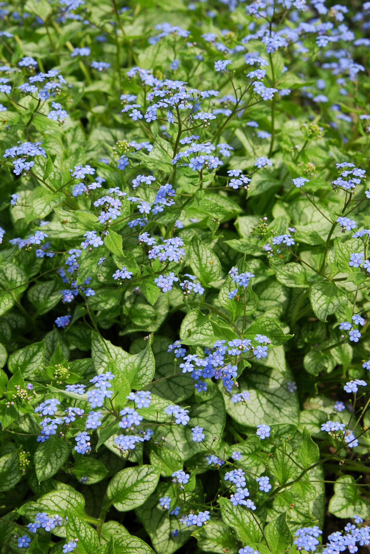 Siberian Bugloss