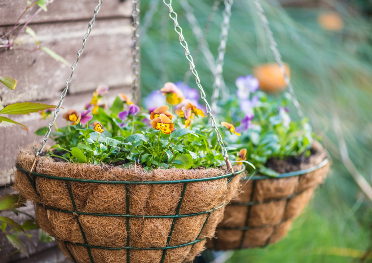Small Hanging Baskets