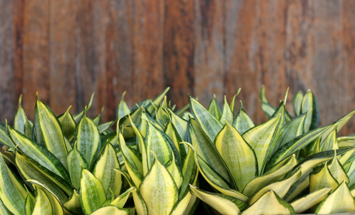 snake plant sunlight