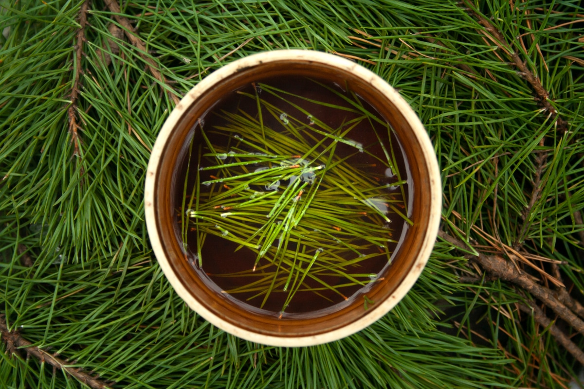 Soaking Pine Needles