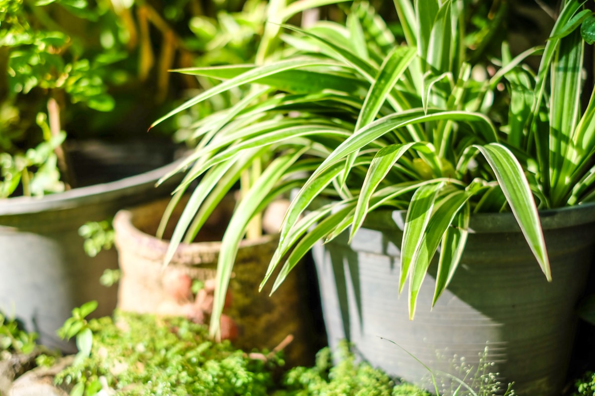 Spider Plant