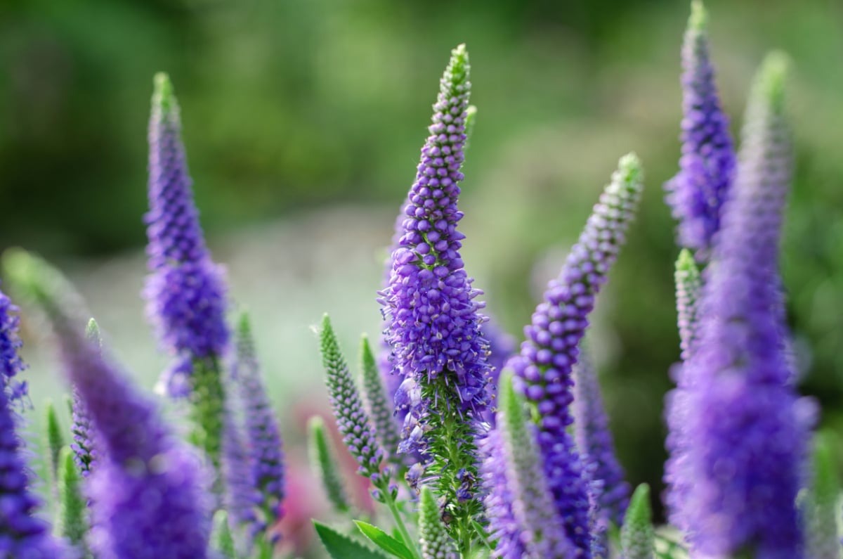 Spiked Speedwell