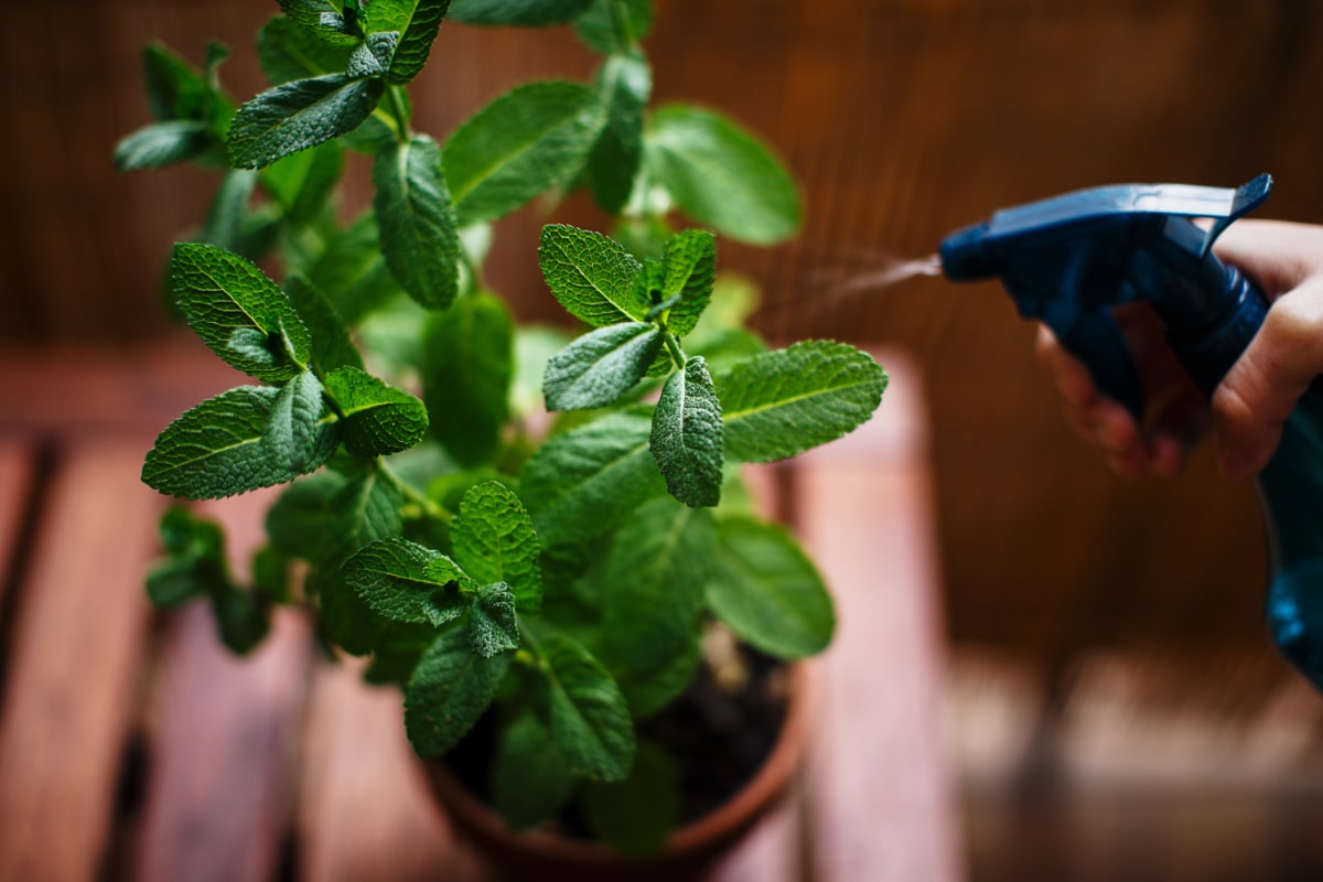 Spraying Herbs