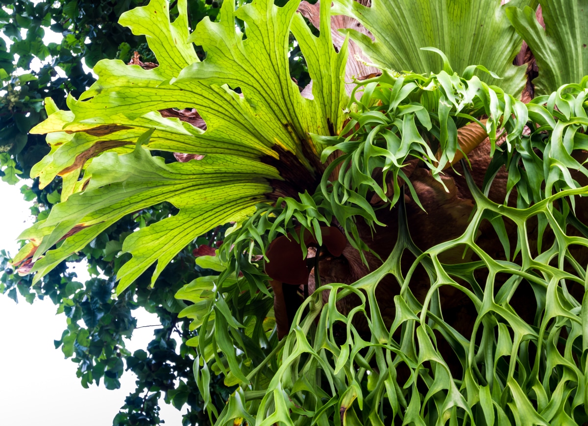 Staghorn Fern