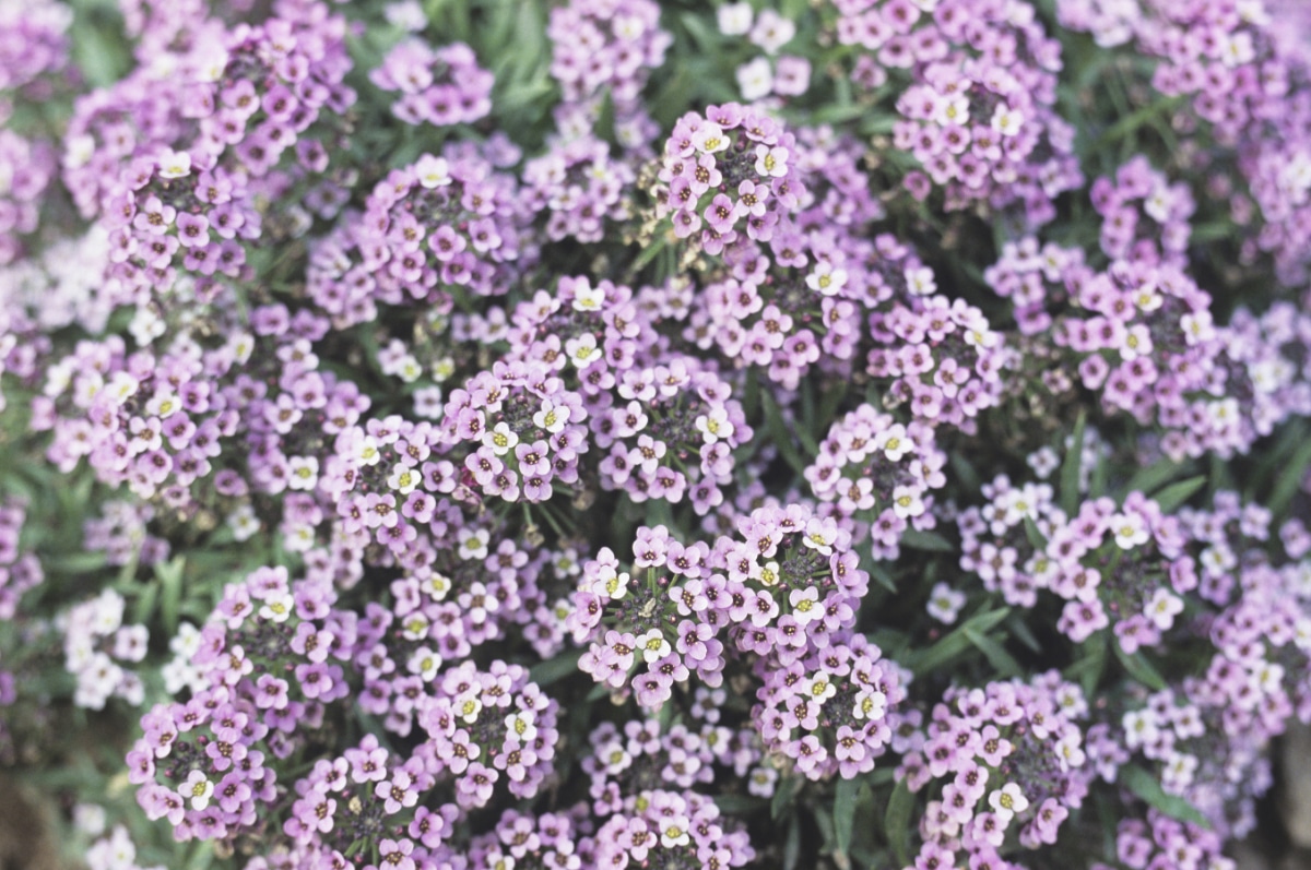 Sweet Alyssum