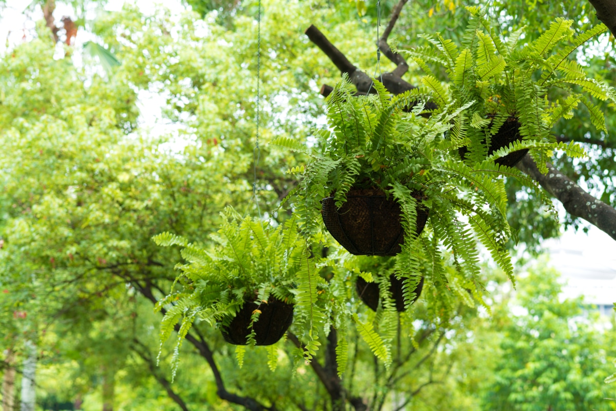 Sword Ferns