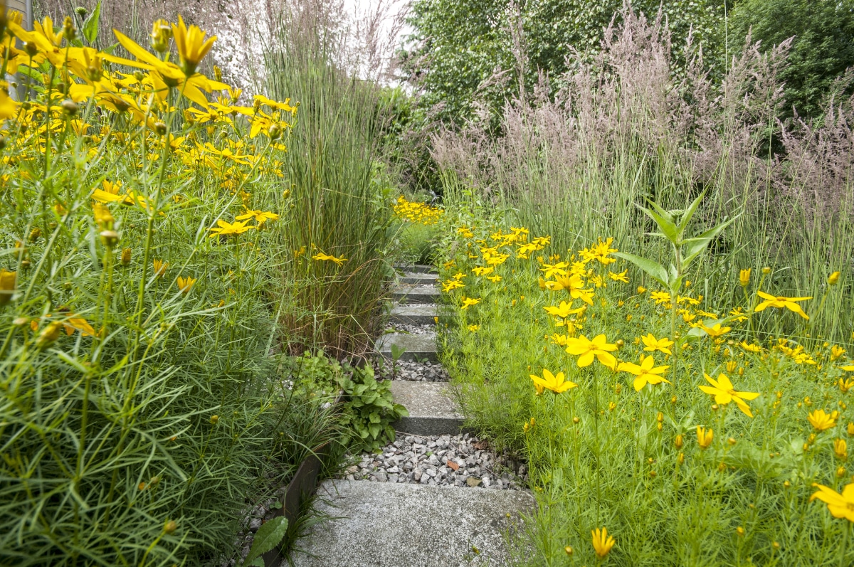 Threadleaf Coreopsis