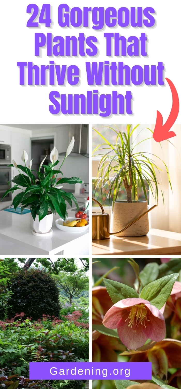 24 Air Purifying Plants That Thrive Without Sunlight Gardening