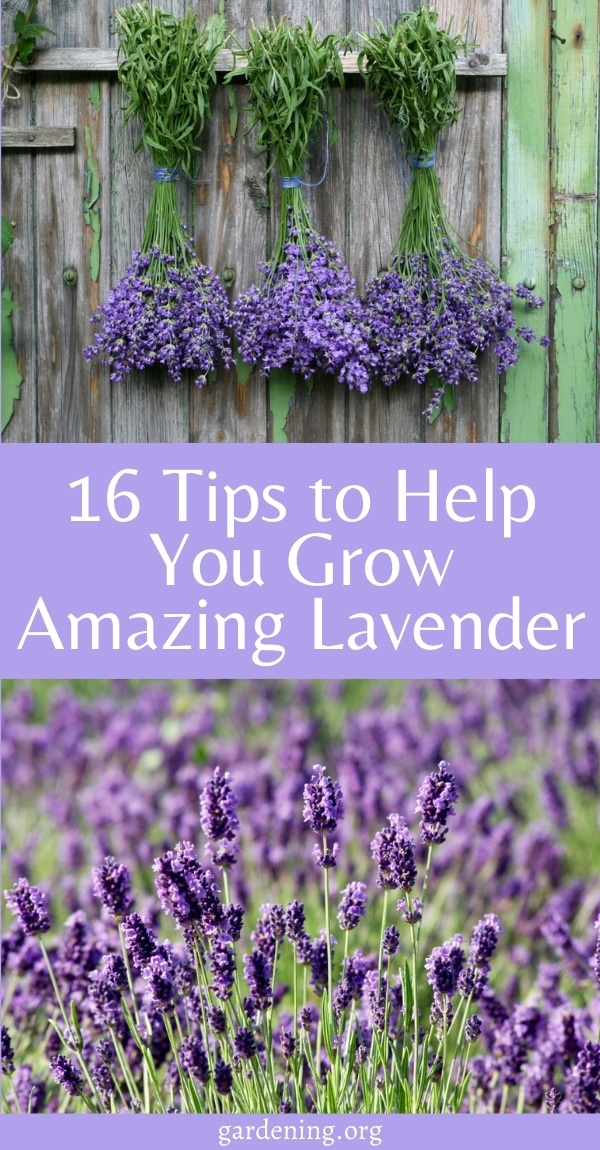 16 Tips for Growing Amazing Lavender Gardening