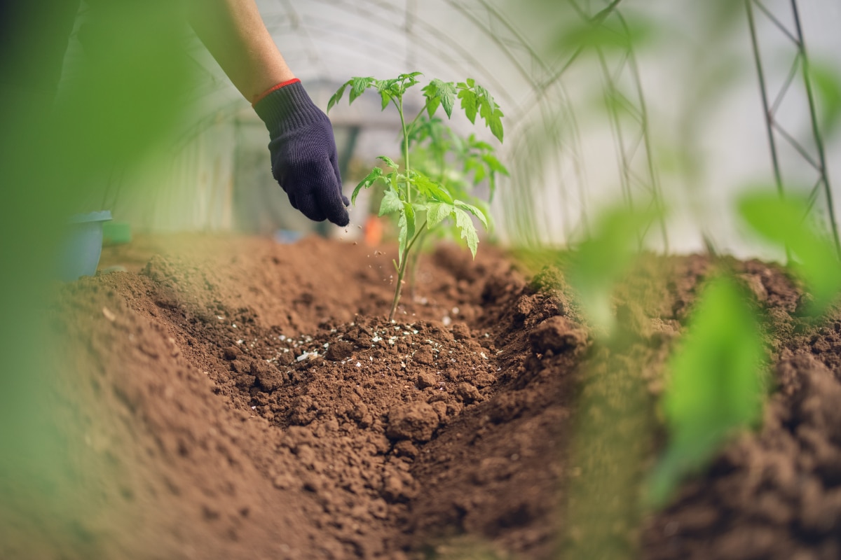 Tomato Fertilizer