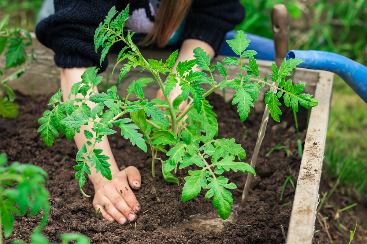 Tomatoes Growing